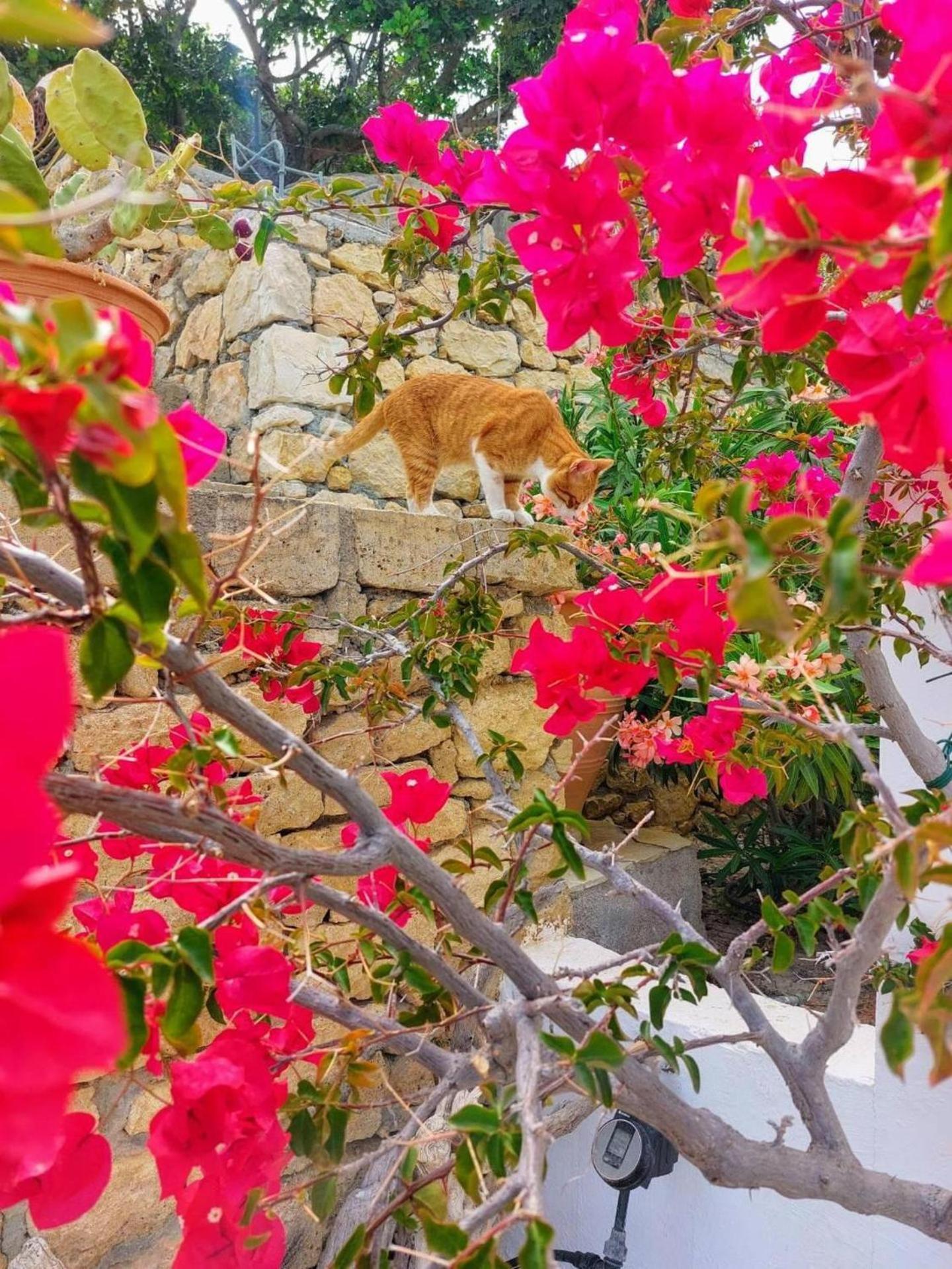 Tranquil Villa With Sea View In Ammopi Karpathos أموبي المظهر الخارجي الصورة